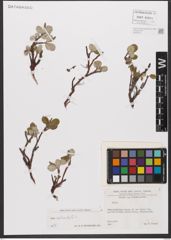 Foto von Salix reticulata L.